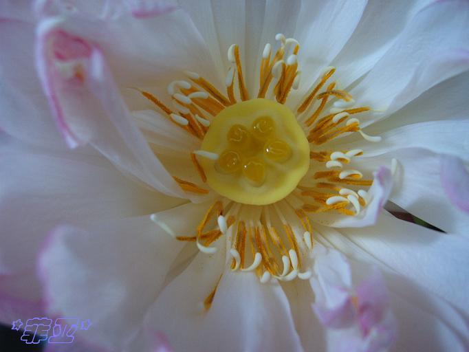 ��Ӱ��Ʒ�����������ң�8.18��ֹ