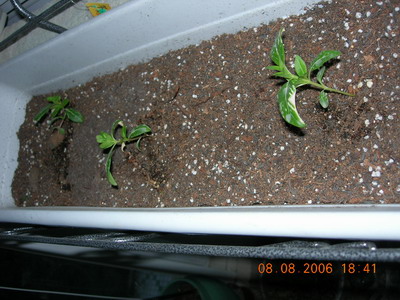 [ԭ��]���մ���ţţ�ɳ���