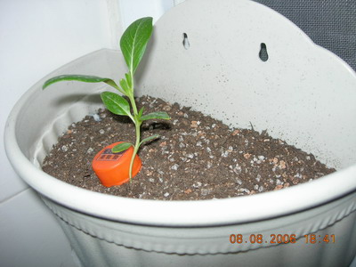 [ԭ��]���մ���ţţ�ɳ���