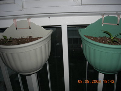 [ԭ��]���մ���ţţ�ɳ���