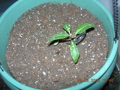 [ԭ��]���մ���ţţ�ɳ���