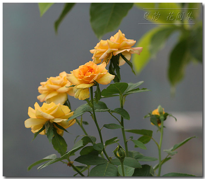 ���伯----�ҵ��¼���԰(�У�3���£�