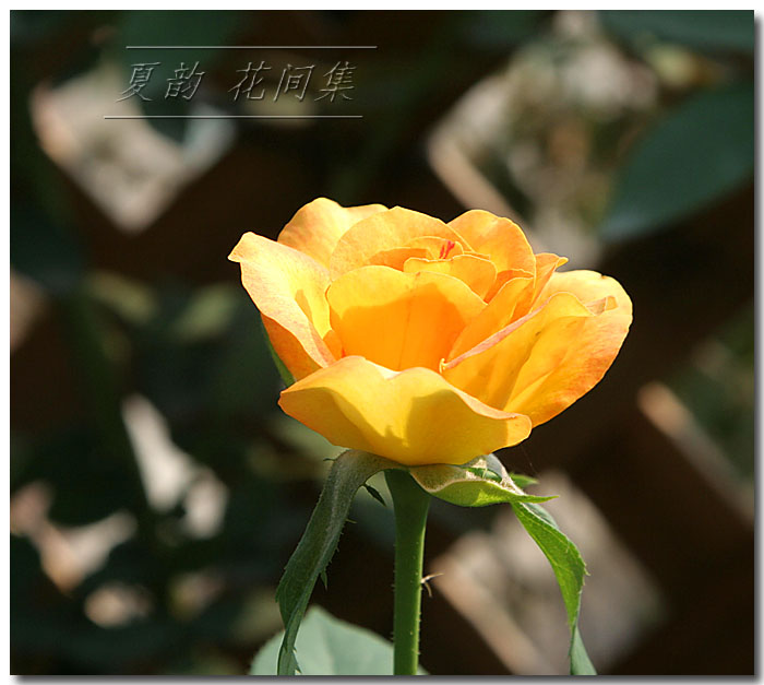 ���伯----�ҵ��¼���԰(�У�3���£�