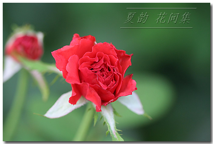 ���伯----�ҵ��¼���԰(�У�3���£�