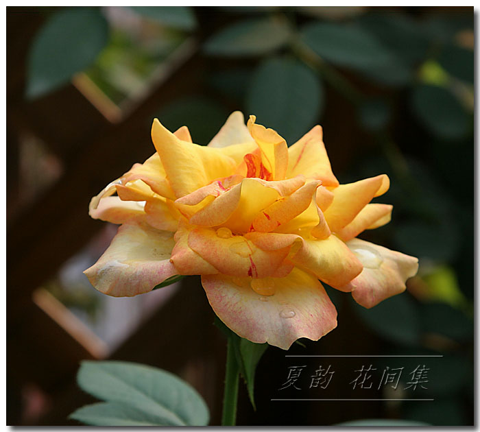 ���伯----�ҵ��¼���԰(�У�3���£�