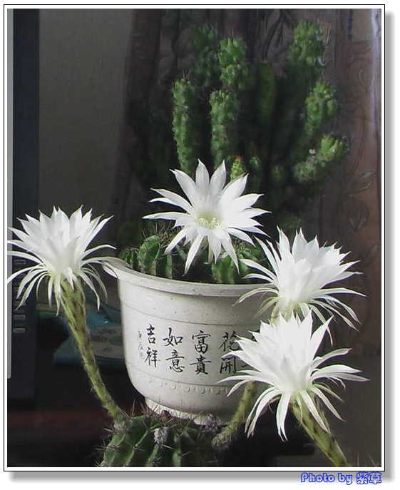 [ԭ��]�ϰ����統��ũ2006��