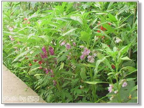 [ԭ��]�ϰ����統��ũ2006��