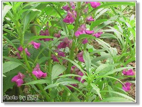 [ԭ��]�ϰ����統��ũ2006��