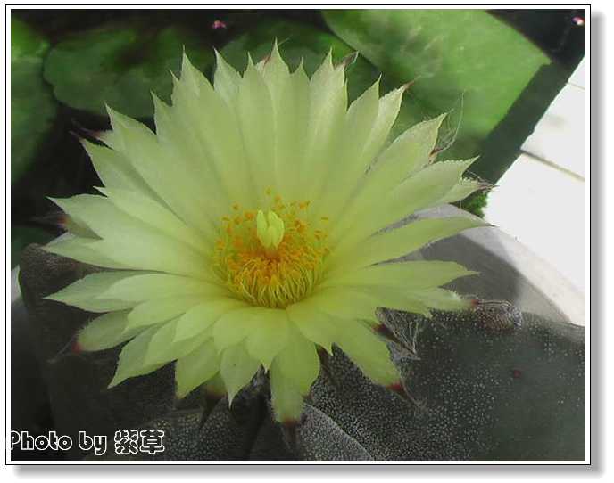 [ԭ��]�ϰ����統��ũ2006��