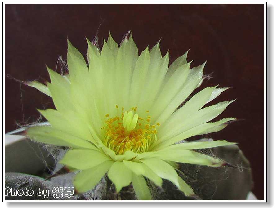 [ԭ��]�ϰ����統��ũ2006��