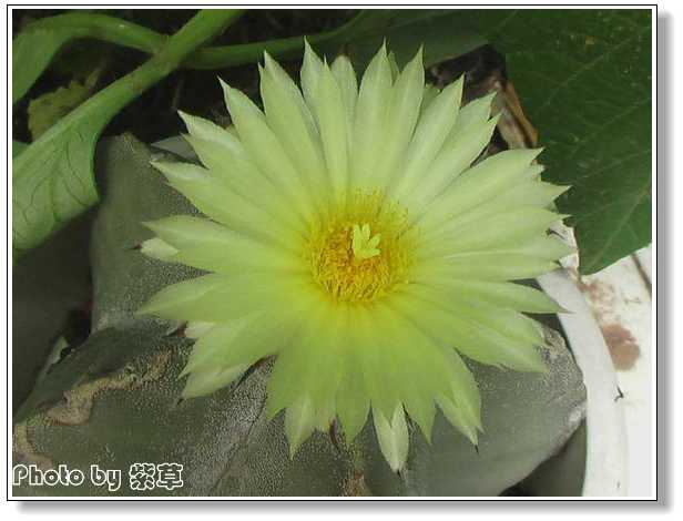 [ԭ��]�ϰ����統��ũ2006��