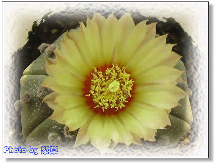 [ԭ��]�ϰ����統��ũ2006��