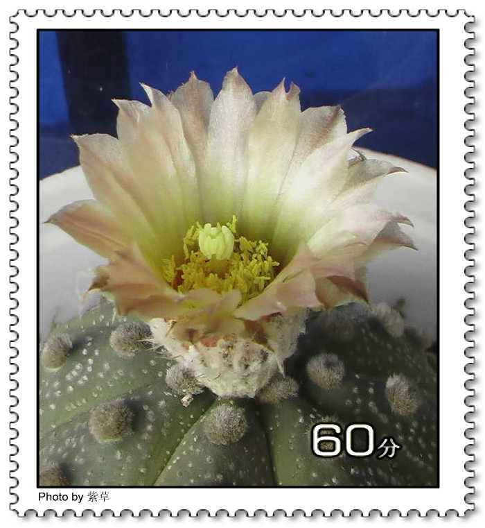 [ԭ��]�ϰ����統��ũ2006��