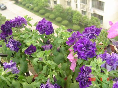 ���ĵĻ�(СС����ѩ������,12ҳ)