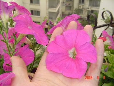 ���ĵĻ�(СС����ѩ������,12ҳ)