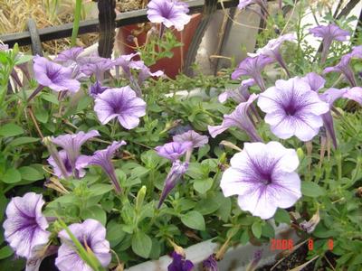 ���ĵĻ�(СС����ѩ������,12ҳ)