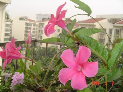 ���ĵĻ�(СС����ѩ������,12ҳ)