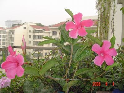 ���ĵĻ�(СС����ѩ������,12ҳ)