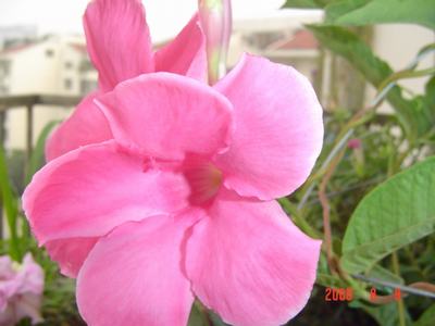 ���ĵĻ�(СС����ѩ������,12ҳ)