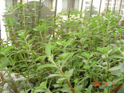 ���ĵĻ�(СС����ѩ������,12ҳ)