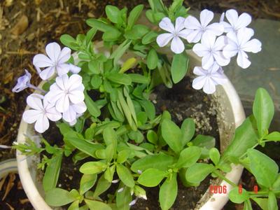 ���ĵĻ�(СС����ѩ������,12ҳ)