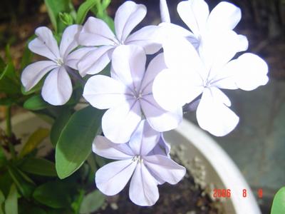 ���ĵĻ�(СС����ѩ������,12ҳ)