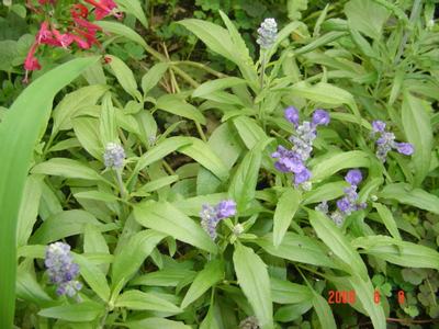 ���ĵĻ�(СС����ѩ������,12ҳ)