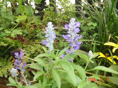 ���ĵĻ�(СС����ѩ������,12ҳ)