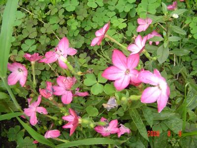 ���ĵĻ�(СС����ѩ������,12ҳ)