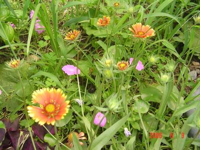 ���ĵĻ�(СС����ѩ������,12ҳ)