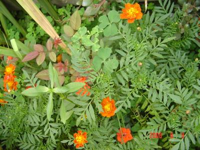 ���ĵĻ�(СС����ѩ������,12ҳ)