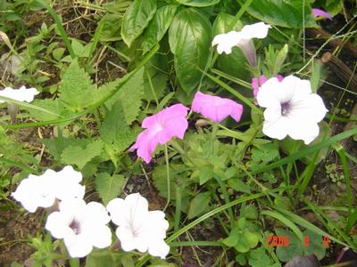 ���ĵĻ�(СС����ѩ������,12ҳ)