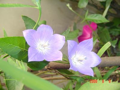 ���ĵĻ�(СС����ѩ������,12ҳ)