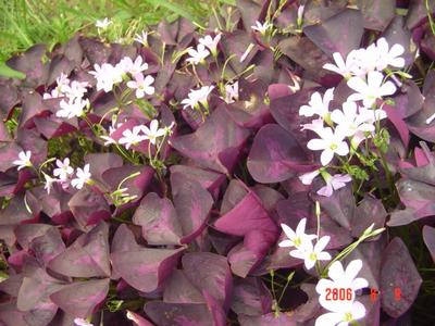 ���ĵĻ�(СС����ѩ������,12ҳ)