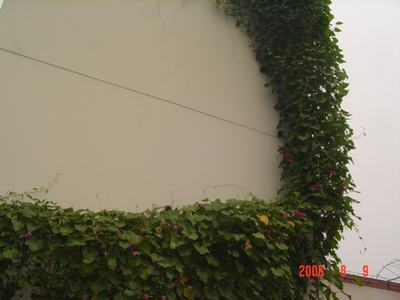 ���ĵĻ�(СС����ѩ������,12ҳ)