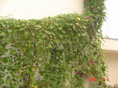 ���ĵĻ�(СС����ѩ������,12ҳ)