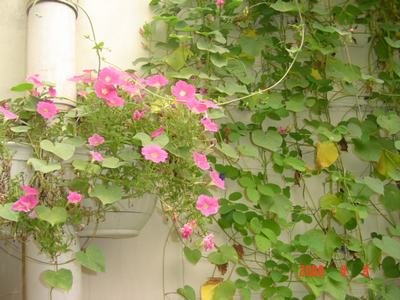 ���ĵĻ�(СС����ѩ������,12ҳ)