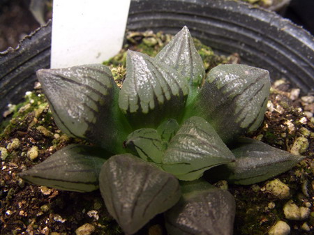 һ���ٵı���̬