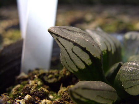 һ���ٵı���̬