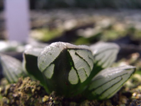 һ���ٵı���̬