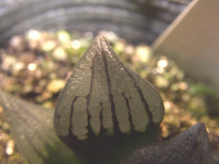 һ���ٵı���̬