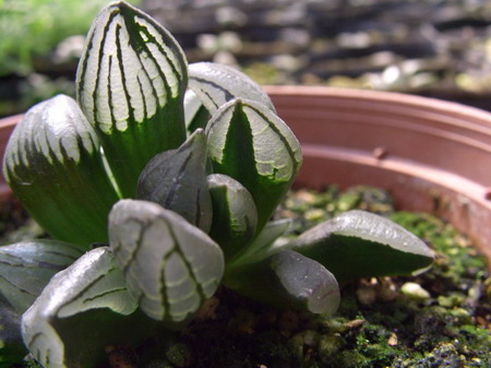 һ���ٵı���̬