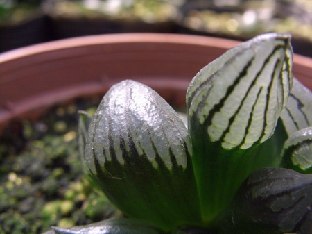 һ���ٵı���̬