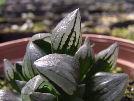 һ���ٵı���̬