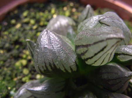 һ���ٵı���̬