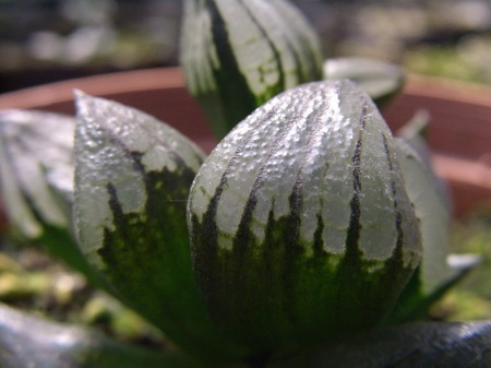 һ���ٵı���̬