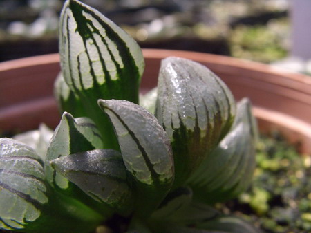 һ���ٵı���̬