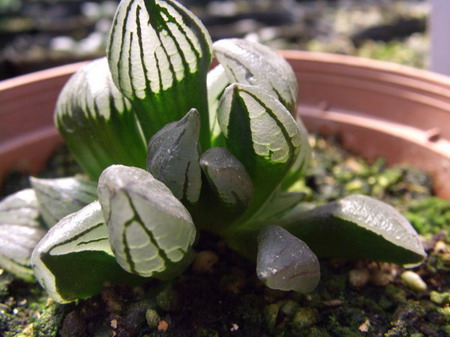 һ���ٵı���̬