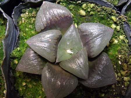 һ���ٵı���̬