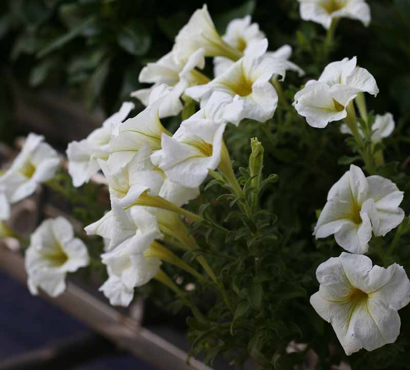 ��Ҳ������˽�һ�